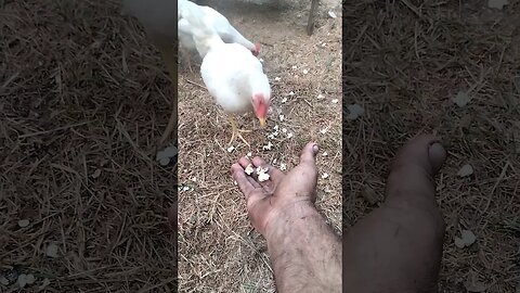 #countrylife #chicken eating #popcorn #country