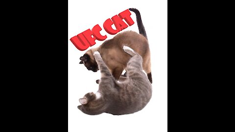 UFC CAT, first edition.