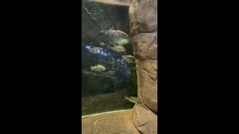 Fish Tank at Bass Pro