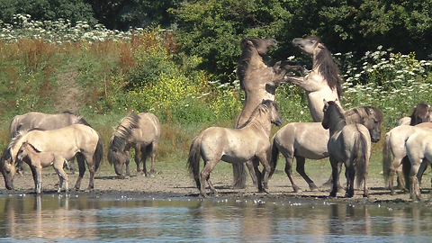 Wild Horses Show Off Their Strength As Several Scuffles Break Out Between Them