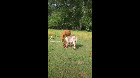 Momma cow and calf grazing.