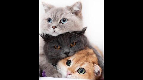 Os Gatos mais engraçados do mundo, COMPLETO, the funniest cats in the world.