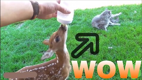 Baby deer (fawn) is suckling, likes to jump and play🥰🥰🥰👍👍