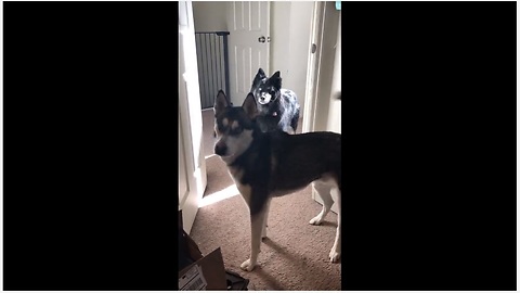 Dogs lose it when they hear the magic word