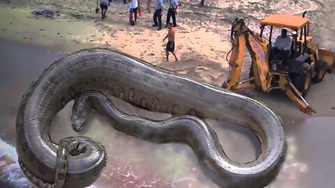 Titanoboa Still Alive? World s Largest Snake