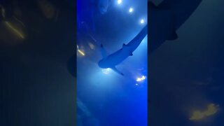 baby shark over at sea life aquarium