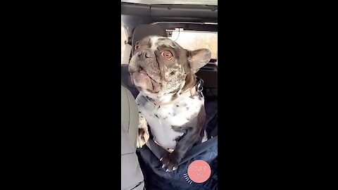 Frenchie throws tantrum when forced to sit in the back seat