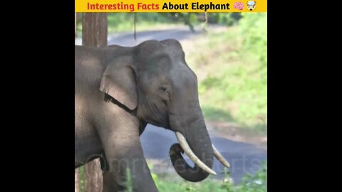 Interesting Facts About Elephant🧠 🤯 Elephant amazing facts #facts #shorts #mrtrueshorts