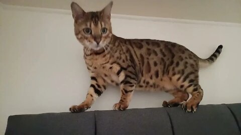 Bedford on the headboard #bengalcat