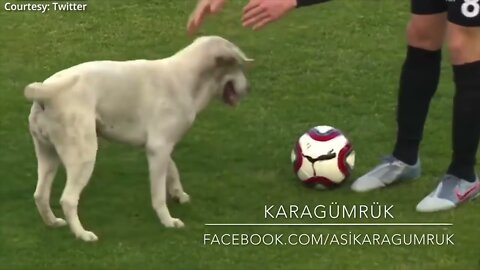 How a dog brought a football match to a halt