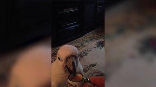 Cockatoo Parrots Loves To Drink Coffee From A Tiny Mug