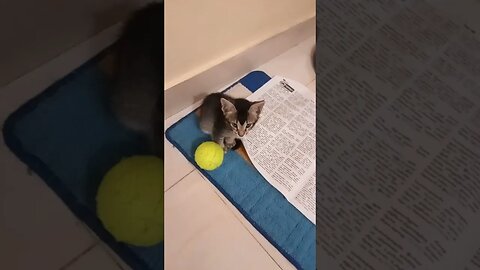 Well kitty cat does not want to play ball