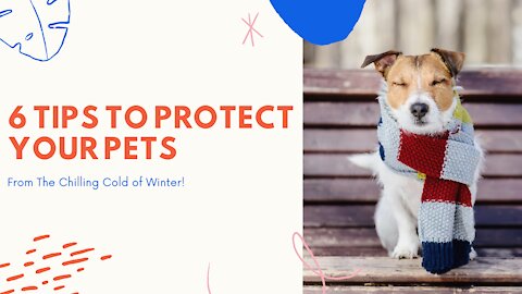 Pet Winter Safety Tips: Protect Them From The Chilling Cold of Winter