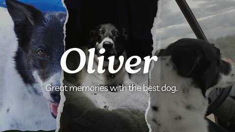 Oliver - Some good memories of a great dog.