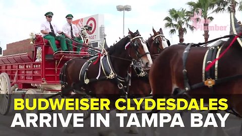 Budweiser Clydesdales arrive in Tampa for Gasparilla | Taste and See Tampa bay