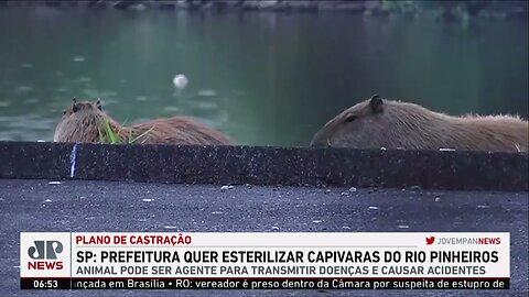 Prefeitura de SP quer esterilizar capivaras que vivem às margens do rio Pinheiros