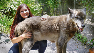 Yuki The Giant Wolf Dog | BEAST BUDDIES
