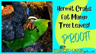 Hermit Crabs Eat Mango Tree Leaves? Proof!