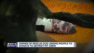 Owner of rescue dog urging people to donate to Detroit Pit Crew