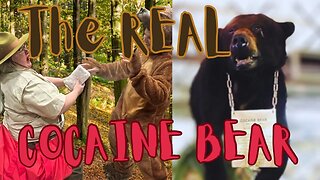 COCAINE BEAR’S Real Story
