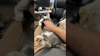 Petting the cats belly…
