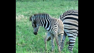 Baby zebra humorously struggles to remove bird on its ear