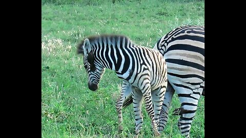 Baby zebra humorously struggles to remove bird on its ear