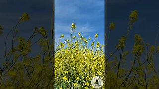 Vibrant Yellow Flowers Dancing in the Wind #shorts