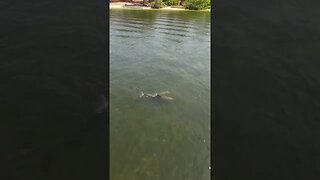 Check out dolphins cruising the Anclote River near Tarpon Springs