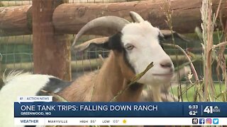 One Tank Trips: Do yoga with the goats at Falling Down Ranch