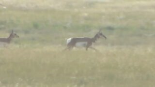 Pronghorn near Badlands National Park