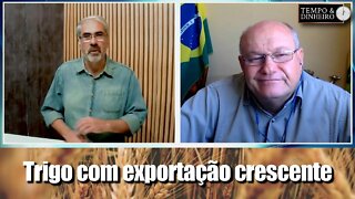 Trigo com exportação crescente