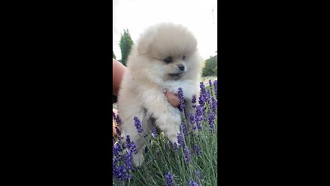 cute puppy | subscribe in puppies lovers channel #shorts