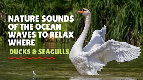 Nature Sounds Of The Ocean Waves To Relax Where Ducks ,Swans And Seagulls