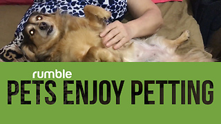 Compilation of pets getting pet is the cutest thing you'll see today!