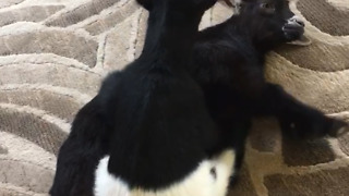 Baby Goats Wrestling Is Going To Make You Smile