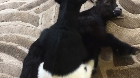 Baby Goats Wrestling Is Going To Make You Smile