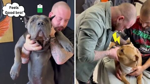 Dog Chiropractor Breaks A Dog's Neck, Leaving The Dogs Stunned 🐶🐕‍🦺 | Dog Reaction 🙄