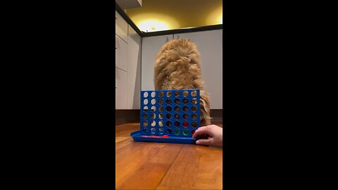 Dog tries to cheat while playing connect 4 with owner!
