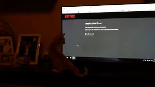 Silly Kitten Mistakes Mouse Pointer For A Fly