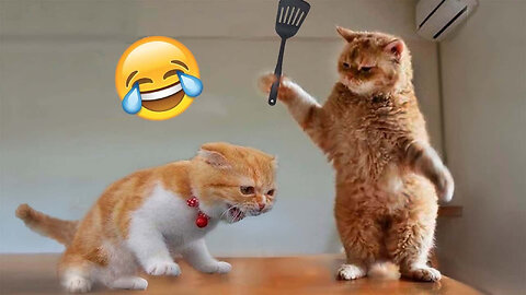 BEST FUNNY VIDEO IS CAT 🐱🐱🐱🐱