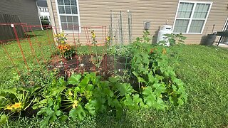 Jackie’s Garden Update Week 4 with Large Squash Vine Borers😮😬