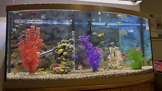 Community fish tank