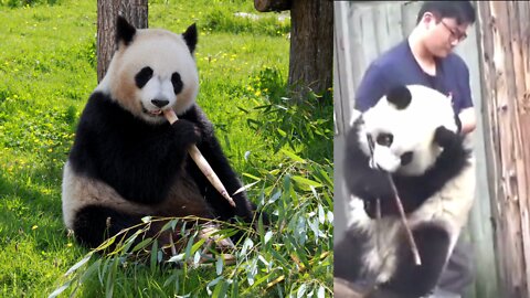 cute panda | animals
