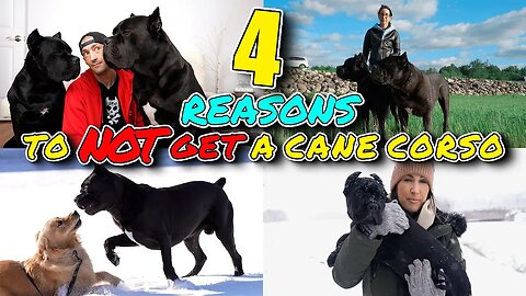 4 Reasons To Consider NOT Getting a Cane Corso