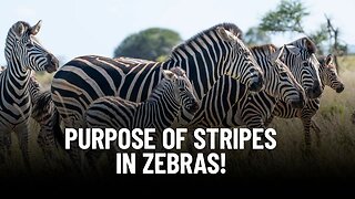 What Is The Purpose of Stripes in Zebras?