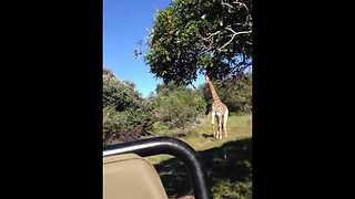 Giraffe Chases Friends While On Tour Around The Wilderness