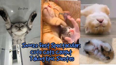 Snooze Fest Spectacular: Cute Cats Caught Taking Epic Siestas