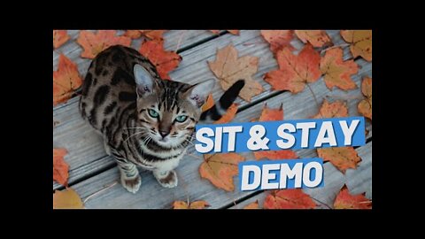 Teach Your Cat Sit And Stay - A Lifechanging Trick #Shorts