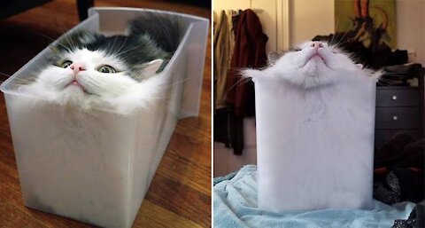 Cats Can Take Any Shape They Want So it is liquid!!